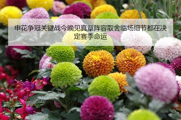 申花争冠关键战今晚见真章阵容取舍临场细节都在决定赛季命运